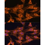 Immunofluorescence - Anti-UBQLNL Antibody (A90496) - Antibodies.com
