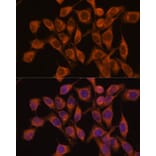 Immunofluorescence - Anti-UBQLNL Antibody (A90496) - Antibodies.com