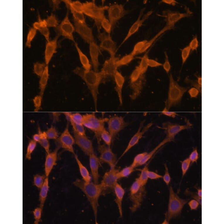 Immunofluorescence - Anti-UBQLNL Antibody (A90496) - Antibodies.com
