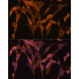 Immunofluorescence - Anti-UBQLNL Antibody (A90496) - Antibodies.com