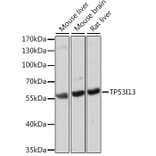 Western Blot - Anti-TP53I13 Antibody (A90497) - Antibodies.com