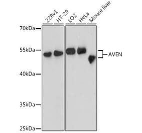 Western Blot - Anti-AVEN Antibody (A90498) - Antibodies.com