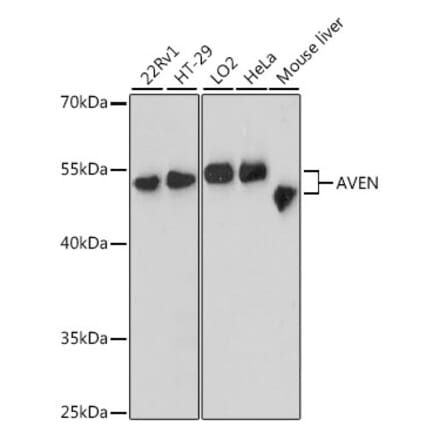 Western Blot - Anti-AVEN Antibody (A90498) - Antibodies.com