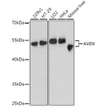Western Blot - Anti-AVEN Antibody (A90498) - Antibodies.com
