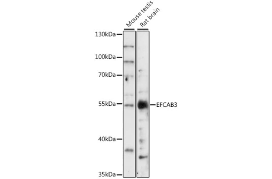 Western Blot - Anti-EFCAB3 Antibody (A90501) - Antibodies.com