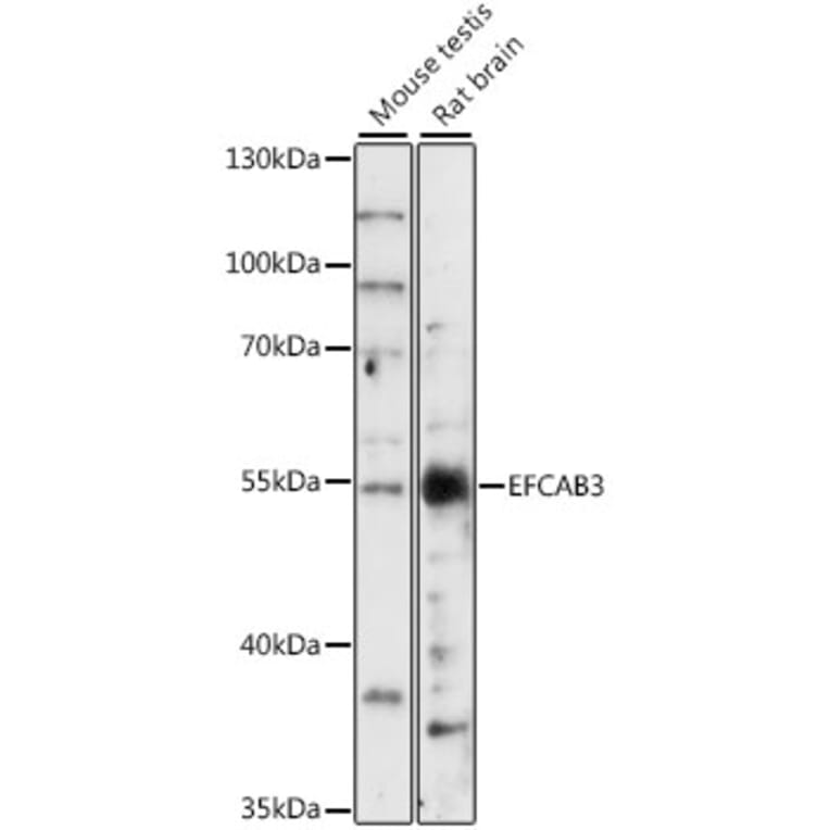 Western Blot - Anti-EFCAB3 Antibody (A90501) - Antibodies.com