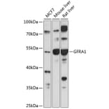 Western Blot - Anti-GDNF Receptor alpha 1 / GFRA1 Antibody (A90502) - Antibodies.com