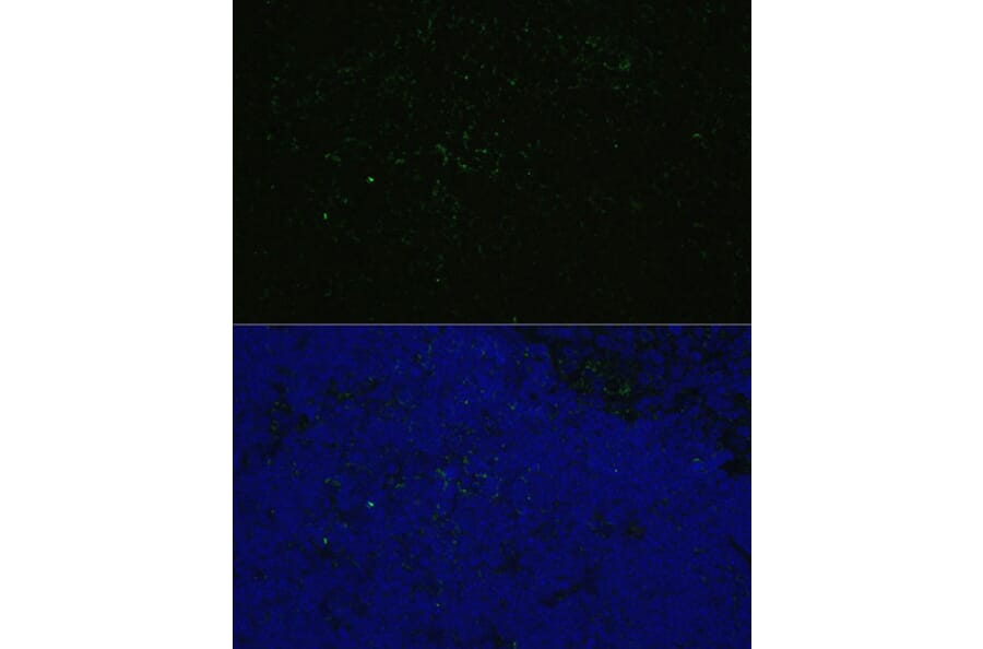 Immunofluorescence - Anti-CD4 Antibody (A90503) - Antibodies.com