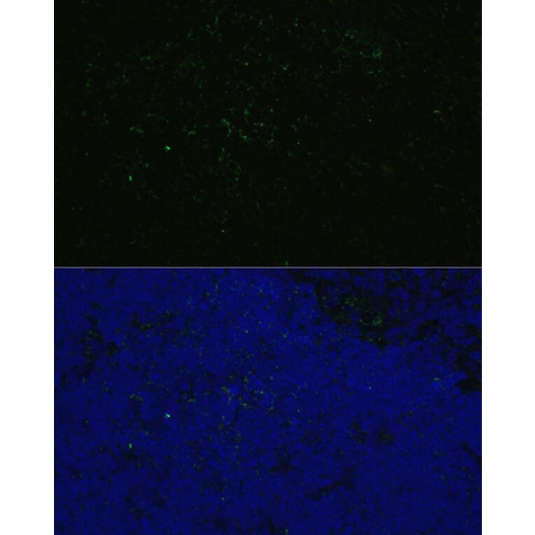 Immunofluorescence - Anti-CD4 Antibody (A90503) - Antibodies.com
