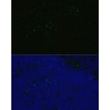 Immunofluorescence - Anti-CD4 Antibody (A90503) - Antibodies.com