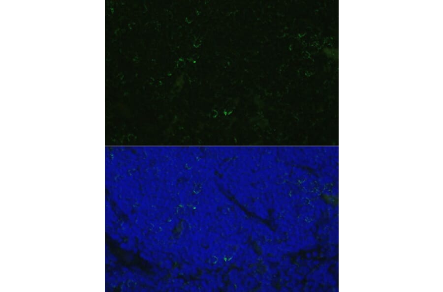Immunofluorescence - Anti-CD4 Antibody (A90503) - Antibodies.com