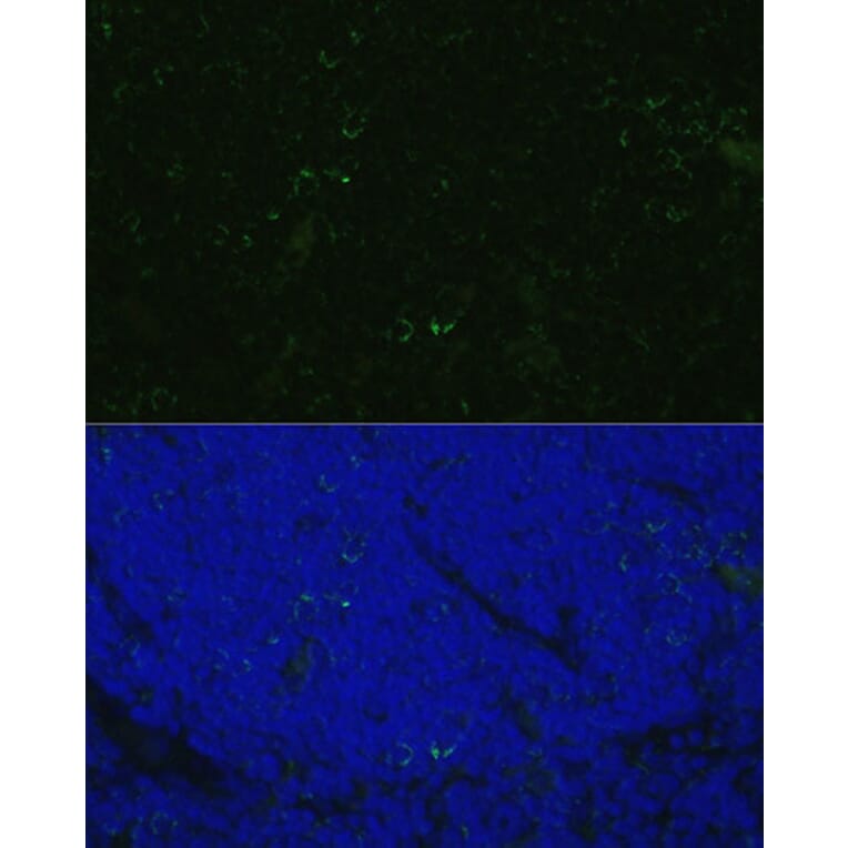 Immunofluorescence - Anti-CD4 Antibody (A90503) - Antibodies.com