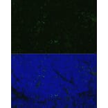 Immunofluorescence - Anti-CD4 Antibody (A90503) - Antibodies.com