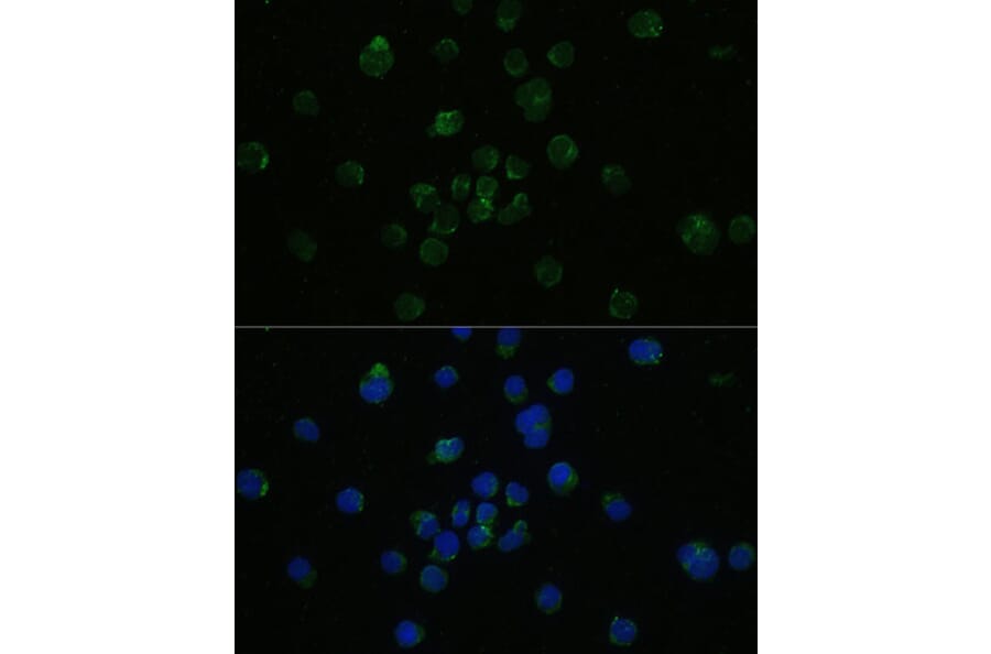 Immunofluorescence - Anti-CD4 Antibody (A90503) - Antibodies.com