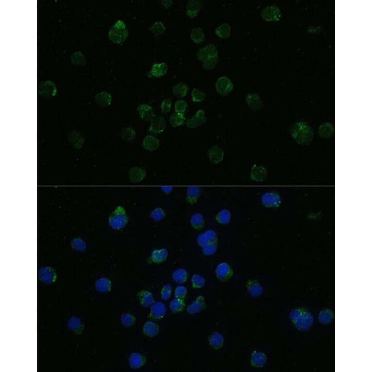 Immunofluorescence - Anti-CD4 Antibody (A90503) - Antibodies.com
