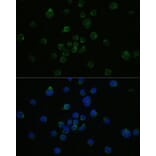 Immunofluorescence - Anti-CD4 Antibody (A90503) - Antibodies.com