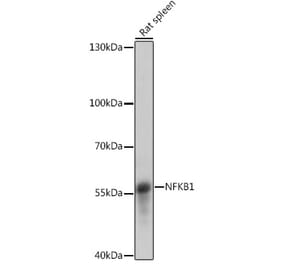 Western Blot - Anti-NFkB p105 / p50 Antibody (A90508) - Antibodies.com