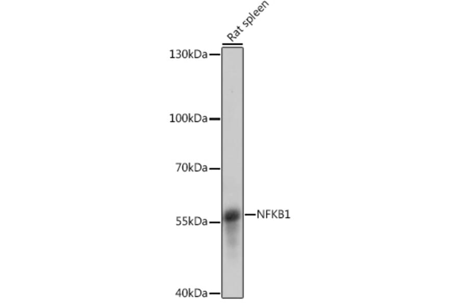 Western Blot - Anti-NFkB p105/p50 Antibody (A90508) - Antibodies.com