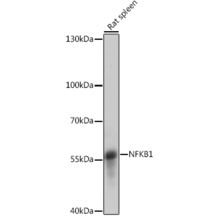 Western Blot - Anti-NFkB p105 / p50 Antibody (A90508) - Antibodies.com