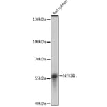 Western Blot - Anti-NFkB p105 / p50 Antibody (A90508) - Antibodies.com