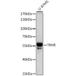 Western Blot - Anti-TRH-R Antibody (A90509) - Antibodies.com