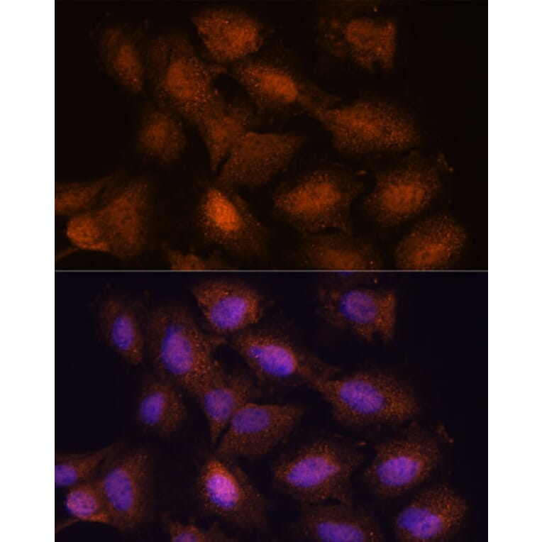 Immunofluorescence - Anti-UPF3A Antibody (A90511) - Antibodies.com