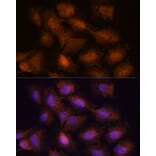 Immunofluorescence - Anti-UPF3A Antibody (A90511) - Antibodies.com