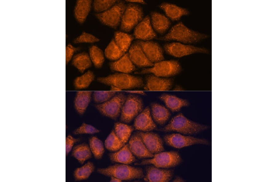 Immunofluorescence - Anti-UPF3A Antibody (A90511) - Antibodies.com