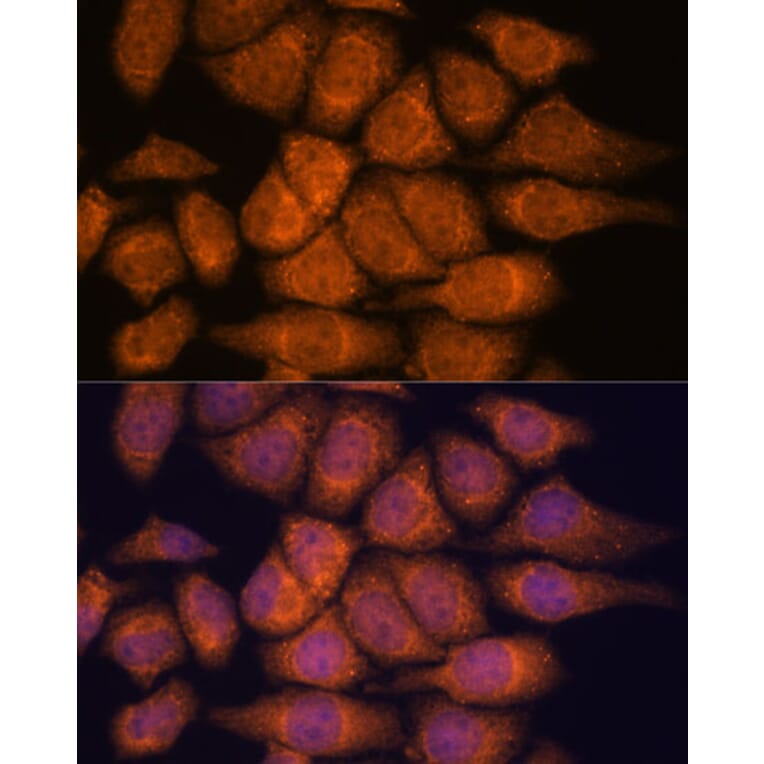 Immunofluorescence - Anti-UPF3A Antibody (A90511) - Antibodies.com