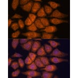 Immunofluorescence - Anti-UPF3A Antibody (A90511) - Antibodies.com