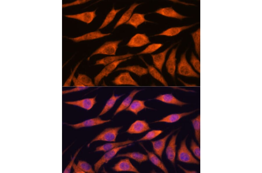 Immunofluorescence - Anti-UPF3A Antibody (A90511) - Antibodies.com