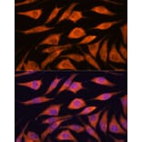 Immunofluorescence - Anti-UPF3A Antibody (A90511) - Antibodies.com