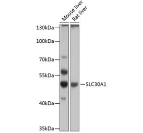 Western Blot - Anti-ZnT1 Antibody (A90512) - Antibodies.com