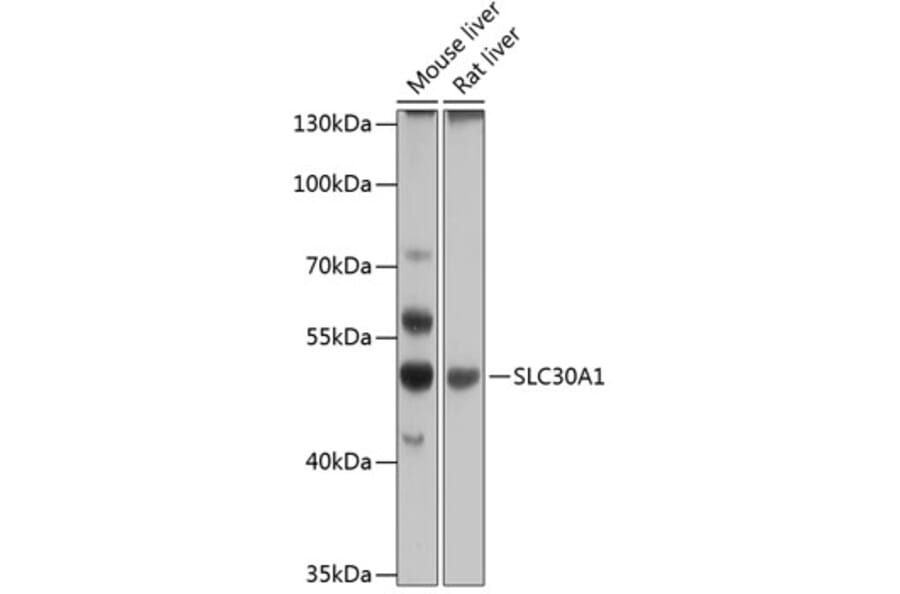 Western Blot - Anti-ZnT1 Antibody (A90512) - Antibodies.com