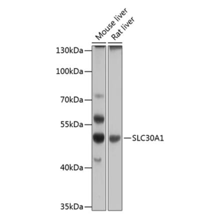 Western Blot - Anti-ZnT1 Antibody (A90512) - Antibodies.com