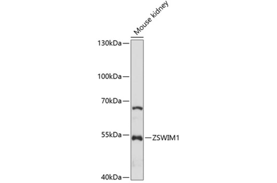 Western Blot - Anti-ZSWIM1 Antibody (A90515) - Antibodies.com