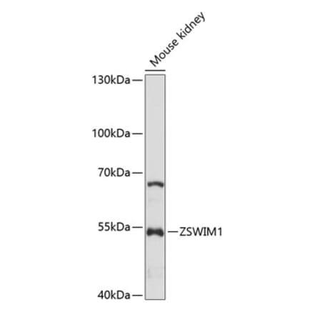 Western Blot - Anti-ZSWIM1 Antibody (A90515) - Antibodies.com