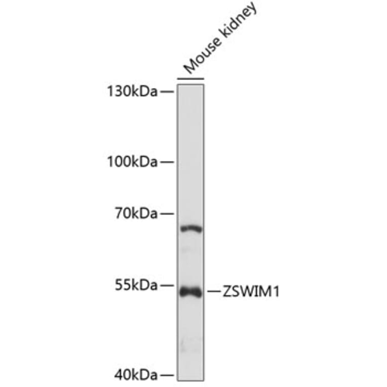 Western Blot - Anti-ZSWIM1 Antibody (A90515) - Antibodies.com