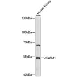 Western Blot - Anti-ZSWIM1 Antibody (A90515) - Antibodies.com