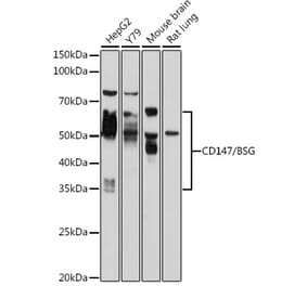 Western Blot - Anti-CD147 Antibody (A90516) - Antibodies.com