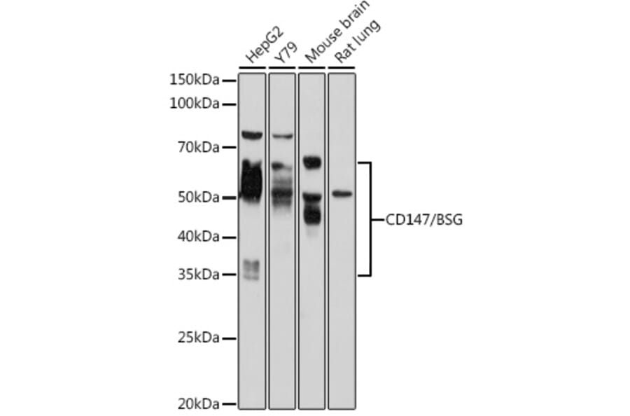 Western Blot - Anti-CD147 Antibody (A90516) - Antibodies.com