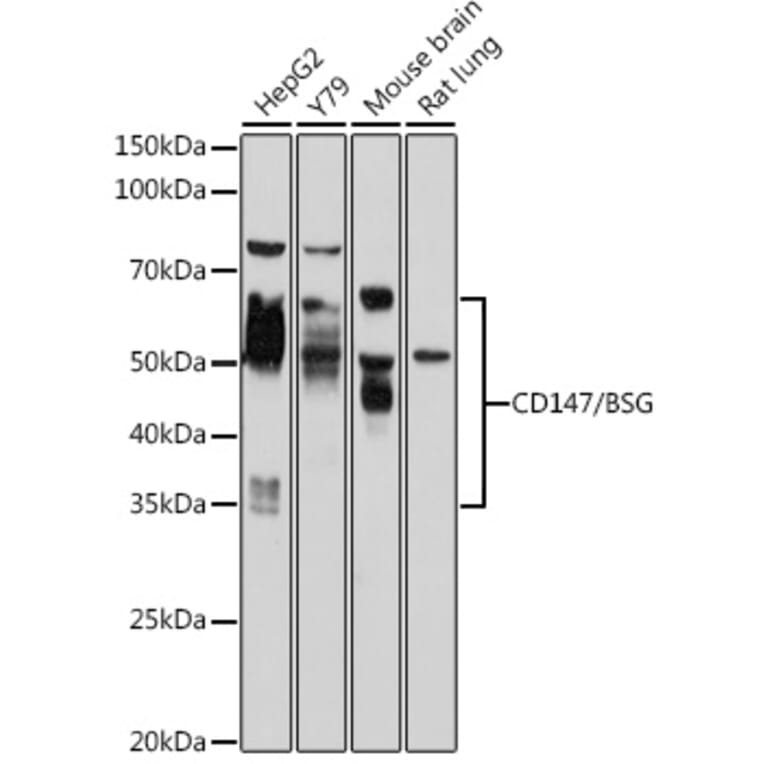 Western Blot - Anti-CD147 Antibody (A90516) - Antibodies.com