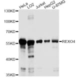 Western Blot - Anti-REXO4 Antibody (A14414) - Antibodies.com
