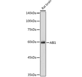Western Blot - Anti-Abi-1 Antibody (A90521) - Antibodies.com