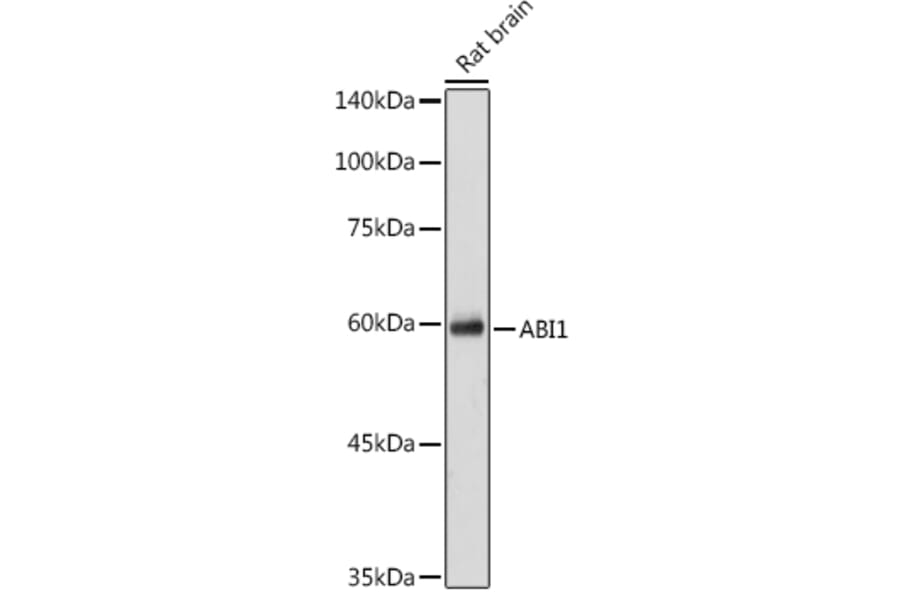 Western Blot - Anti-Abi-1 Antibody (A90521) - Antibodies.com