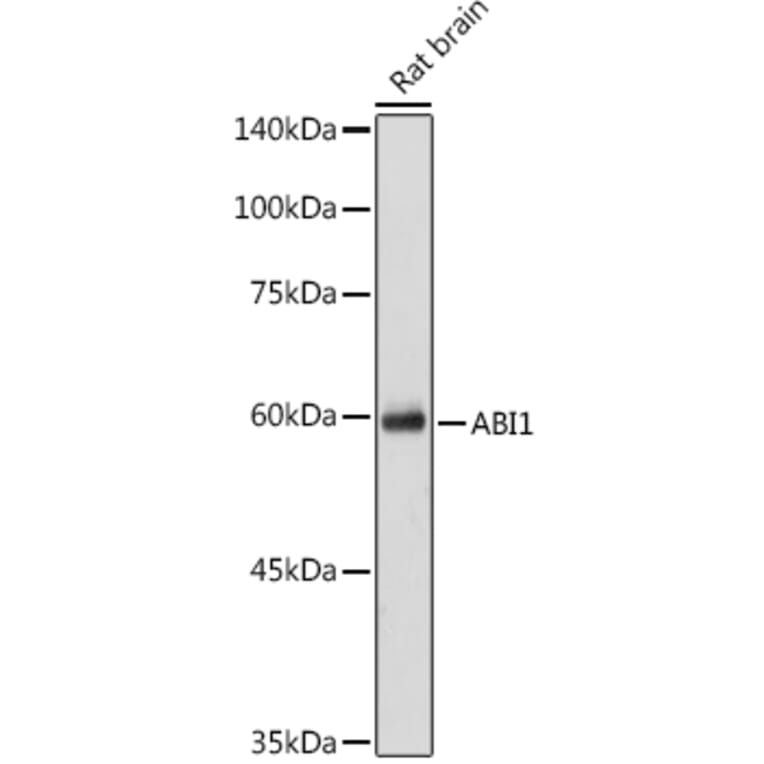 Western Blot - Anti-Abi-1 Antibody (A90521) - Antibodies.com