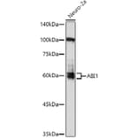 Western Blot - Anti-Abi-1 Antibody (A90521) - Antibodies.com