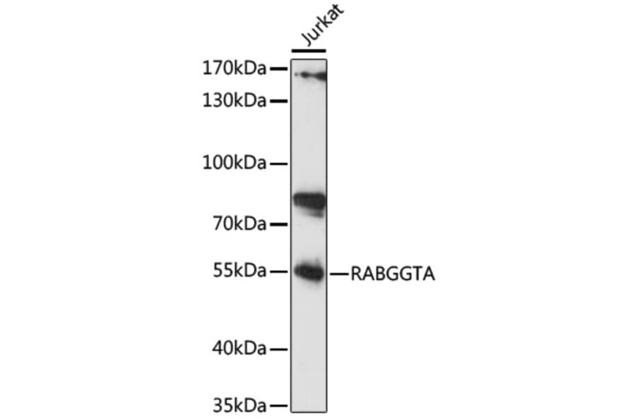 Western Blot - Anti-RABGGTA Antibody (A90523) - Antibodies.com