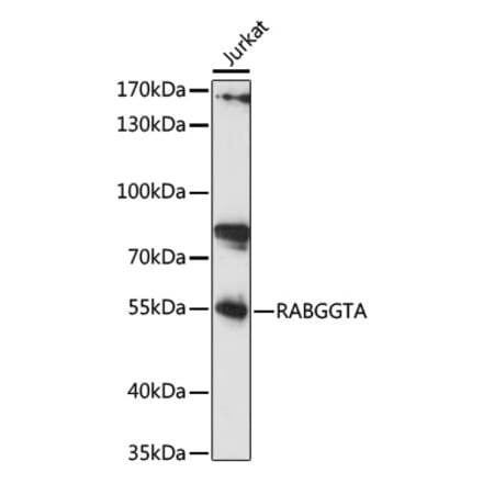 Western Blot - Anti-RABGGTA Antibody (A90523) - Antibodies.com