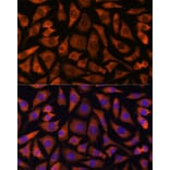 Immunofluorescence - Anti-RABGGTA Antibody (A90523) - Antibodies.com